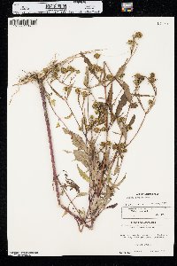 Bidens connata image