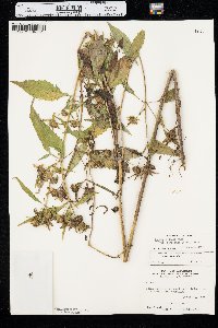 Bidens connata var. petiolata image