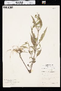 Bidens connata image