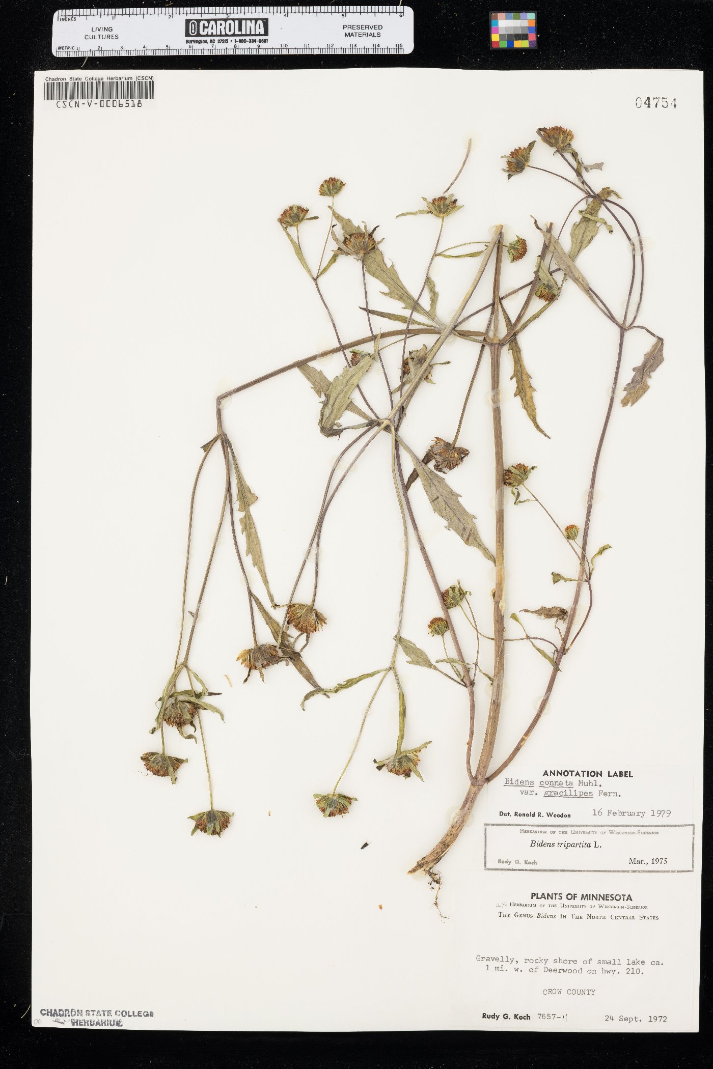 Bidens connata var. gracilipes image