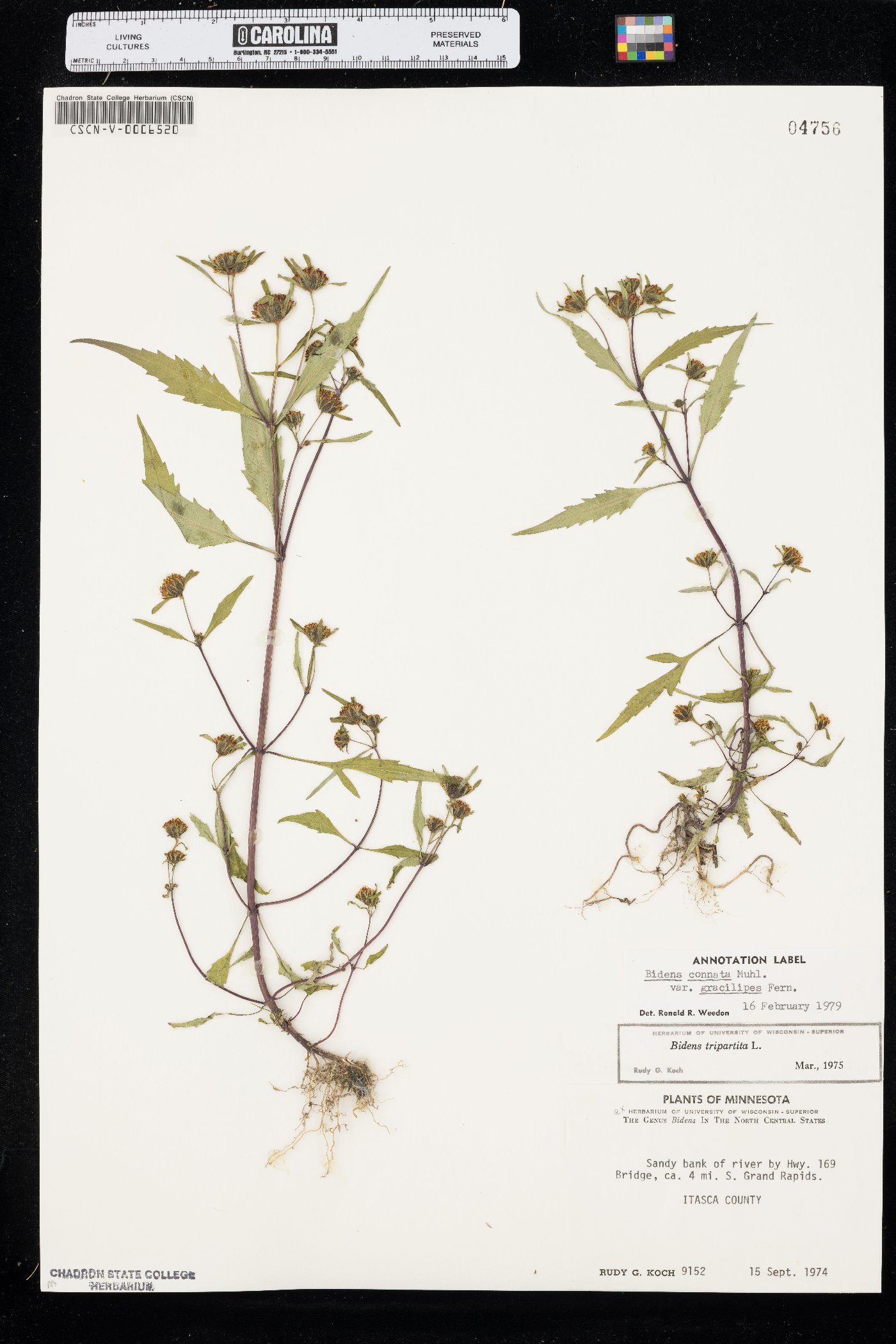 Bidens connata var. gracilipes image