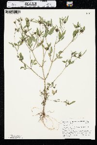 Bidens connata var. pinnata image