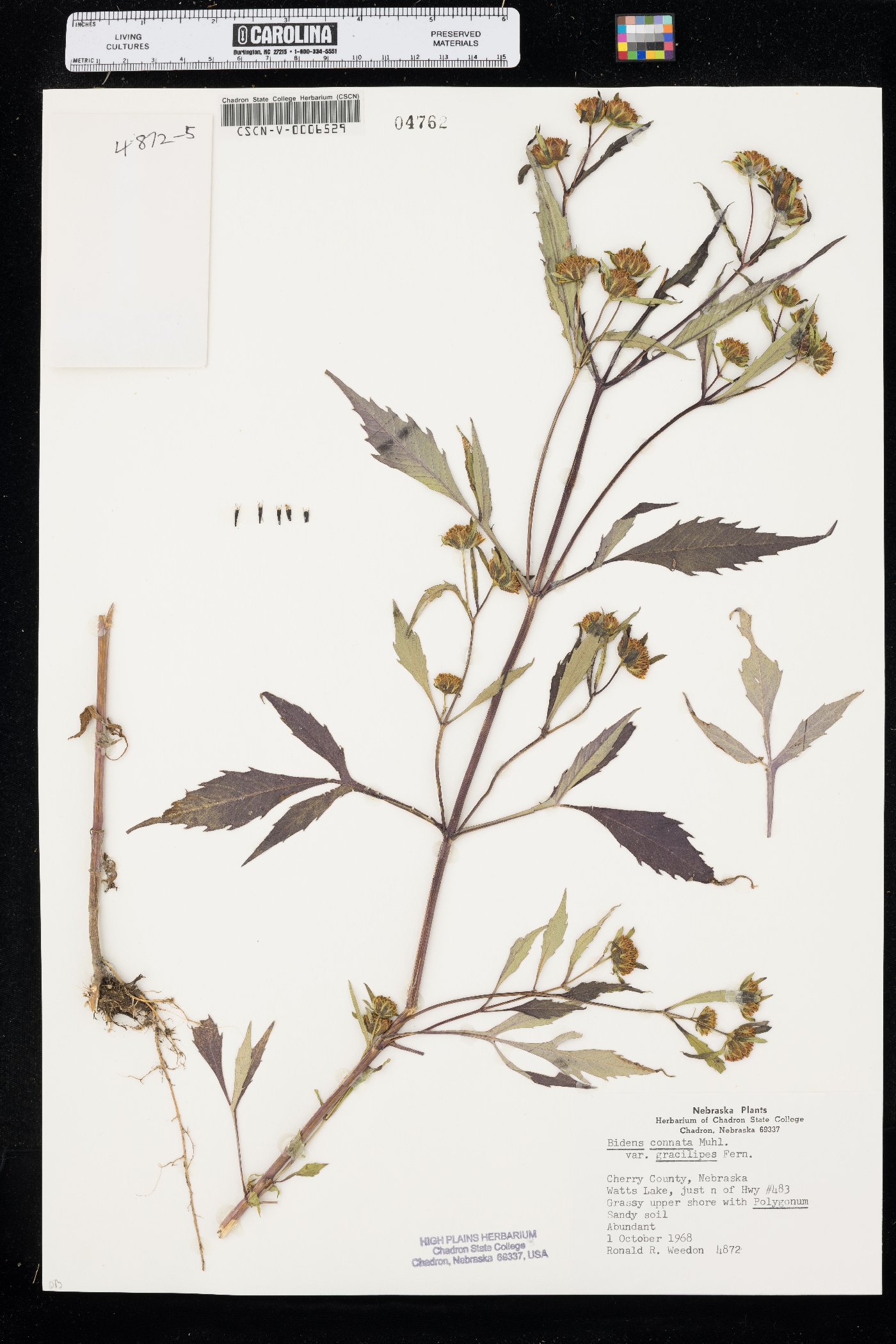 Bidens connata var. gracilipes image