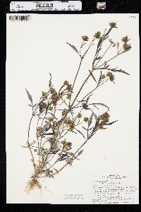 Bidens connata image