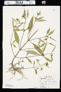 Bidens connata image