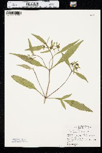 Bidens connata image