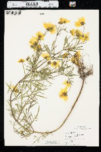 Bidens trichosperma image