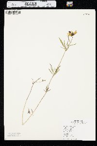 Bidens trichosperma image