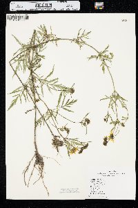 Bidens trichosperma image