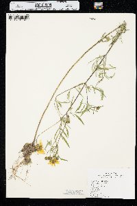 Bidens trichosperma image