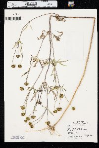 Bidens trichosperma image