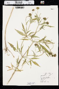 Bidens trichosperma image