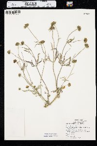 Bidens trichosperma image