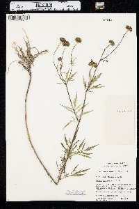 Bidens trichosperma image