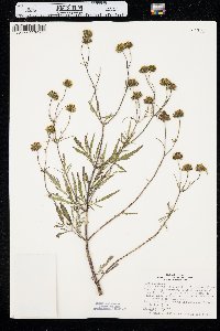 Bidens trichosperma image