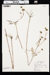 Bidens trichosperma image