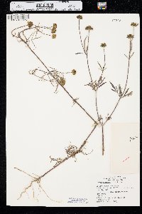 Bidens trichosperma image