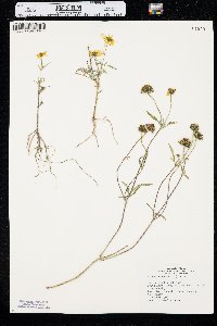 Bidens trichosperma image