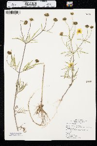 Bidens trichosperma image