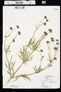 Bidens trichosperma image