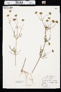 Bidens trichosperma image