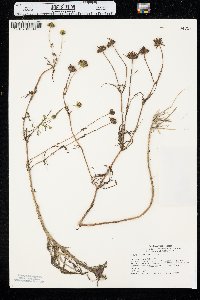 Bidens trichosperma image