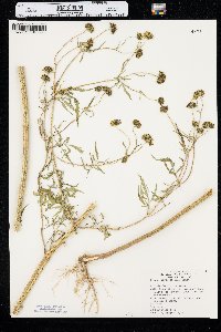 Bidens trichosperma image