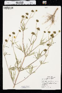 Bidens trichosperma image