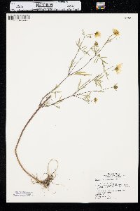 Bidens trichosperma image