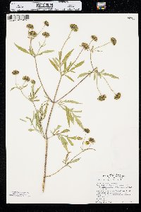 Bidens trichosperma image