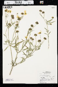 Bidens trichosperma image