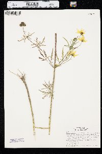 Bidens trichosperma image