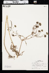 Bidens trichosperma image