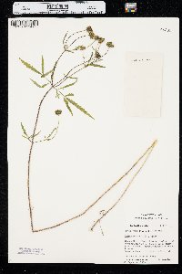 Bidens trichosperma image