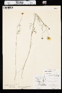 Bidens trichosperma image