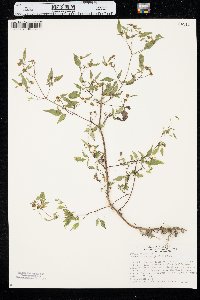 Bidens discoidea image