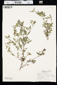 Bidens discoidea image