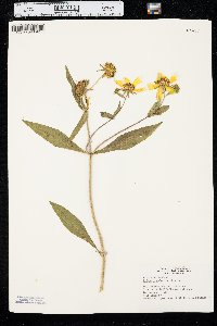 Bidens laevis image