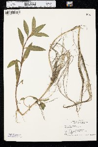 Bidens laevis image