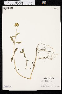 Bidens laevis image