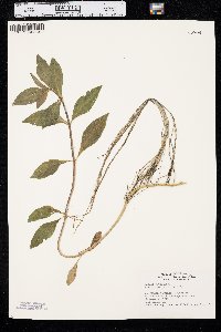 Bidens laevis image