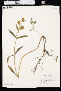 Bidens laevis image