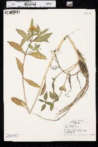 Bidens laevis image