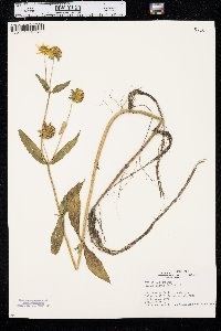 Bidens laevis image