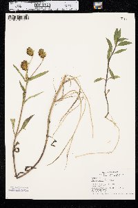 Bidens laevis image