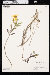 Bidens laevis image