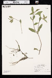 Bidens laevis image