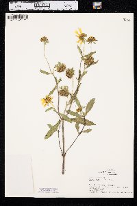 Bidens laevis image