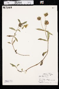 Bidens laevis image