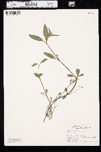 Bidens laevis image